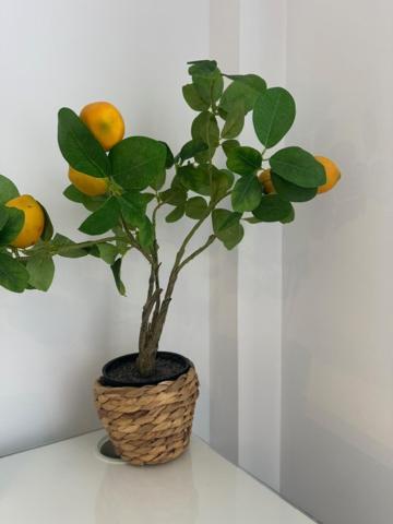 Citrus Suite By Alhaurin Loft City Center Alhaurín de la Torre Zewnętrze zdjęcie